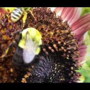 Meet your Posher, Brynn